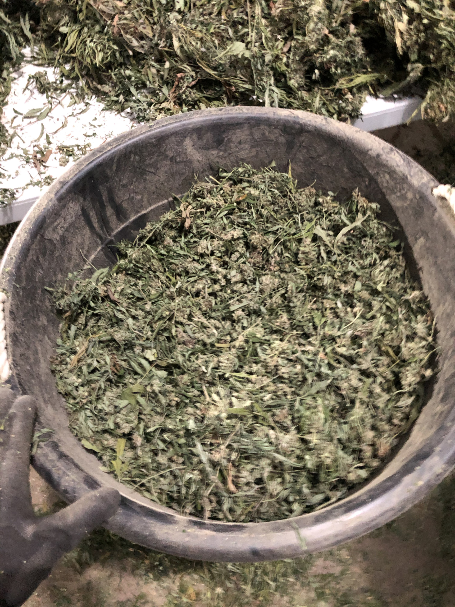 biomass photo